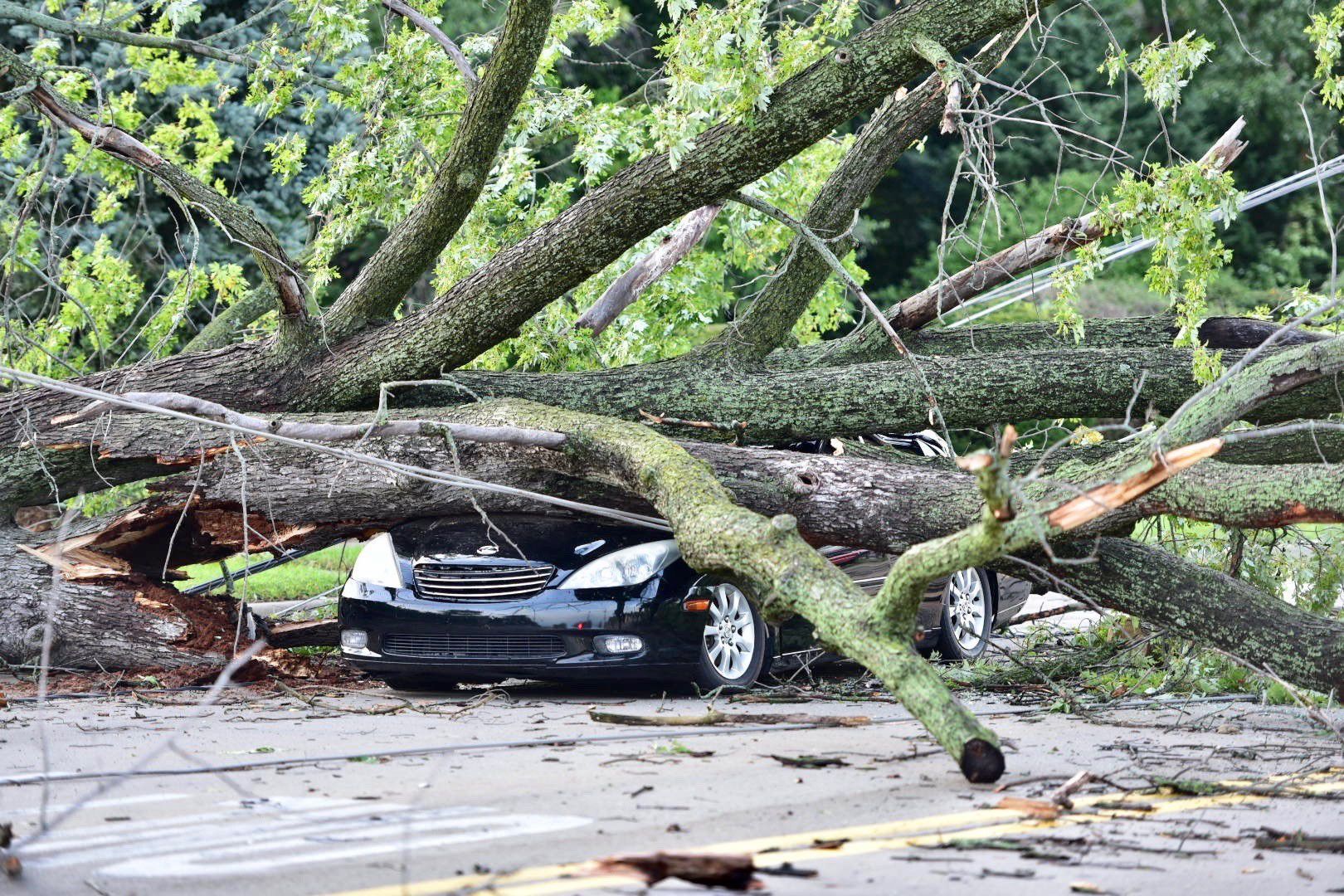 Tree down on Hohman Avenue